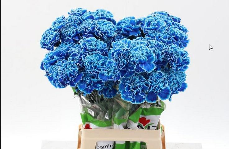 20x Dian.st. blue monday 60cm