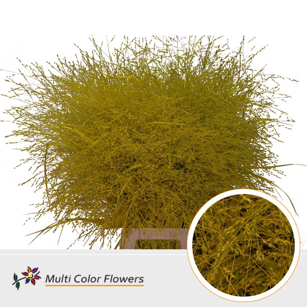 150x Gs panicum geel 80cm