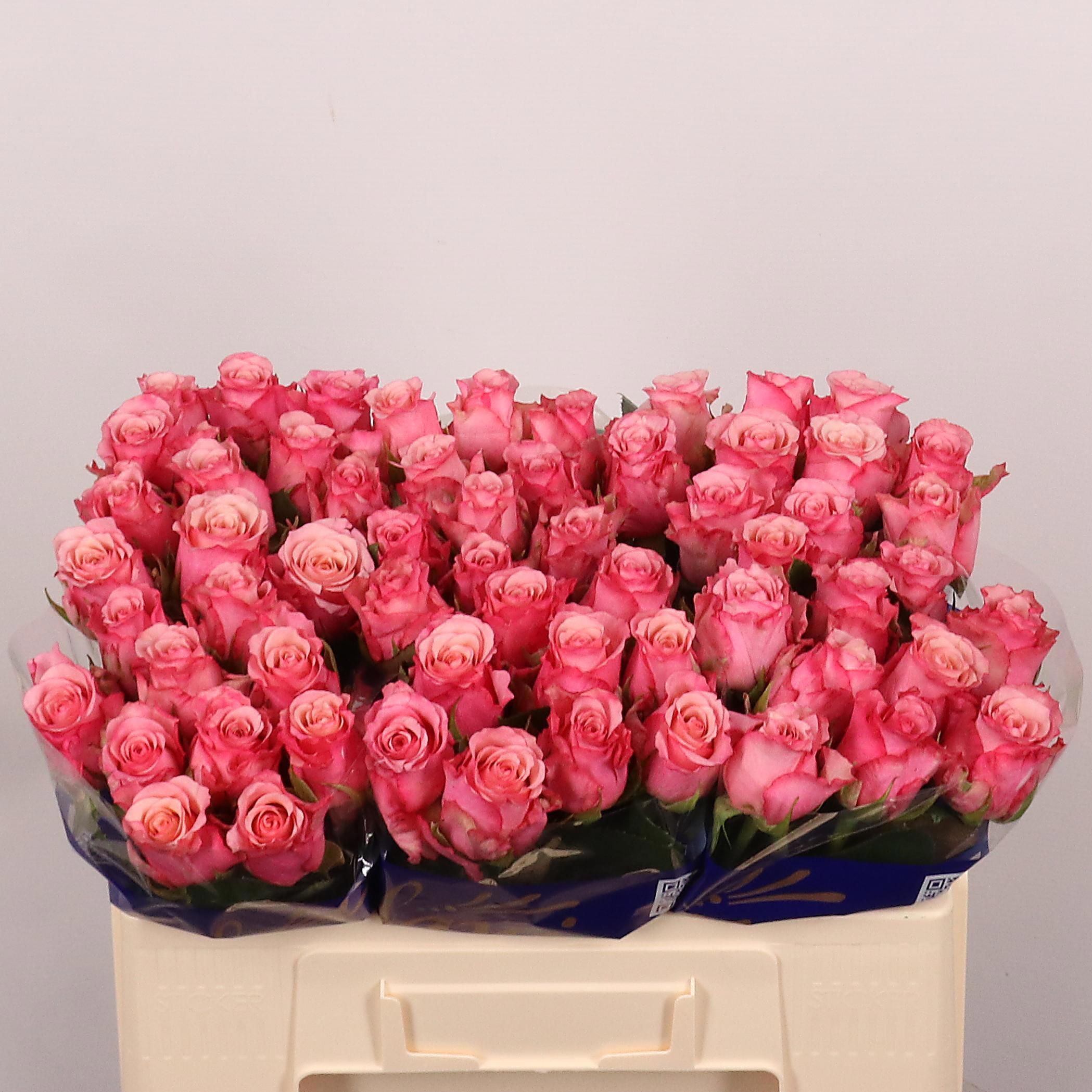10x Rosa ramonda 50cm