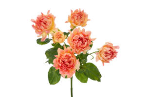 10x Rosa flame 50cm