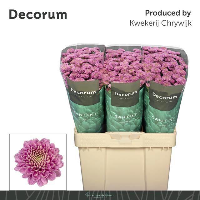 25x Chrysant san.ellison pink 50cm