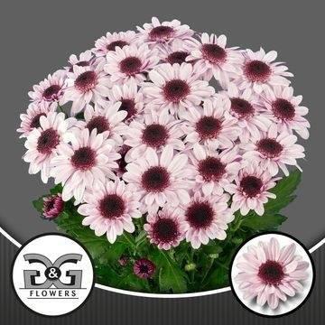 10x Chrysant stresa 70cm