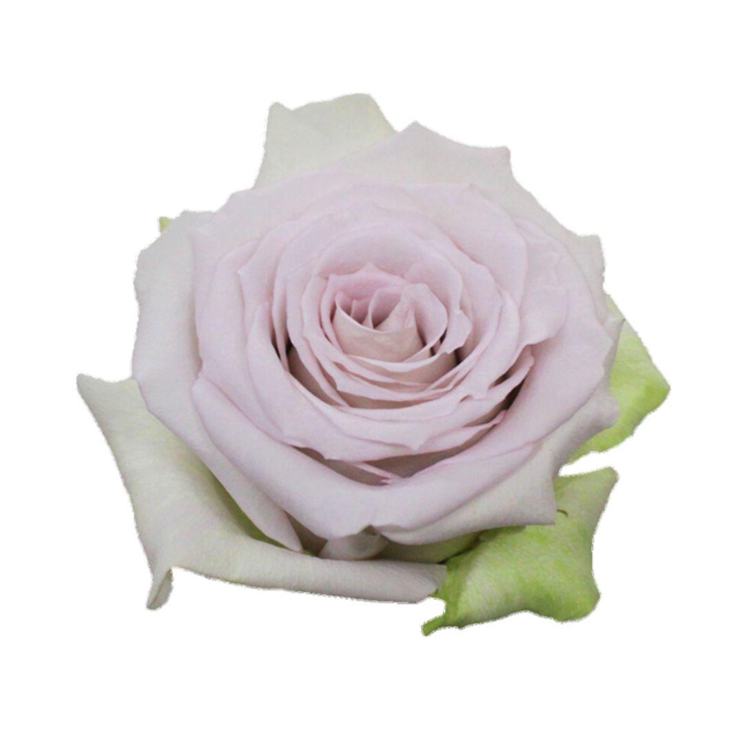 10x Rosa andrea 50cm