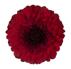 10x Chrysant monza 70cm