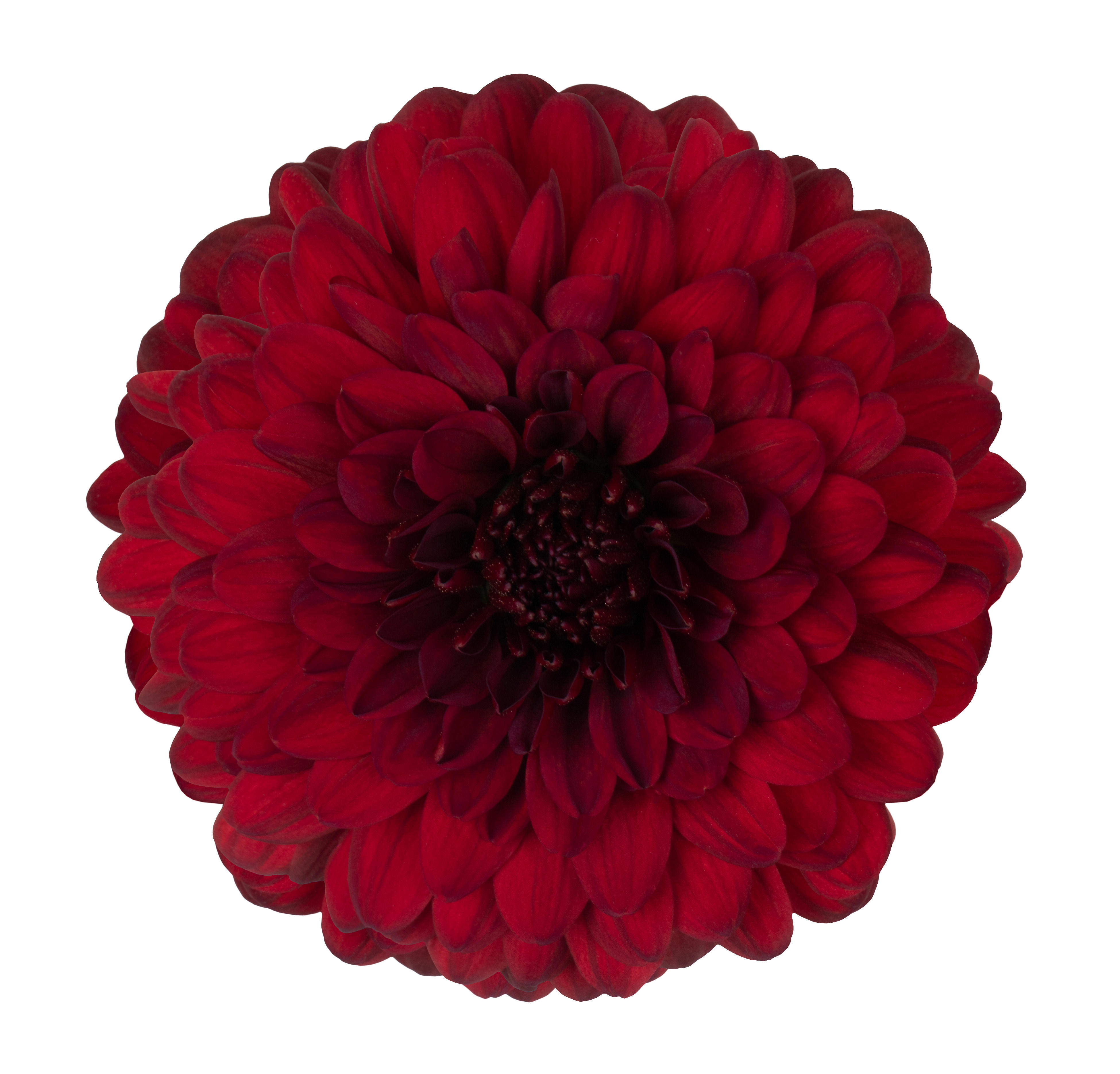 10x Chrysant monza g 70cm