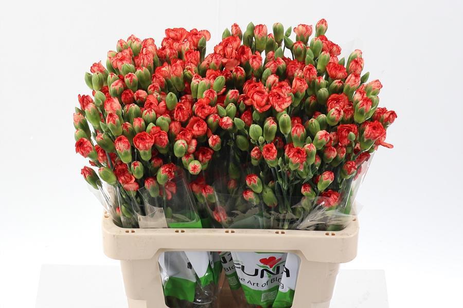 20x Dian.tr.guadalupe 60cm