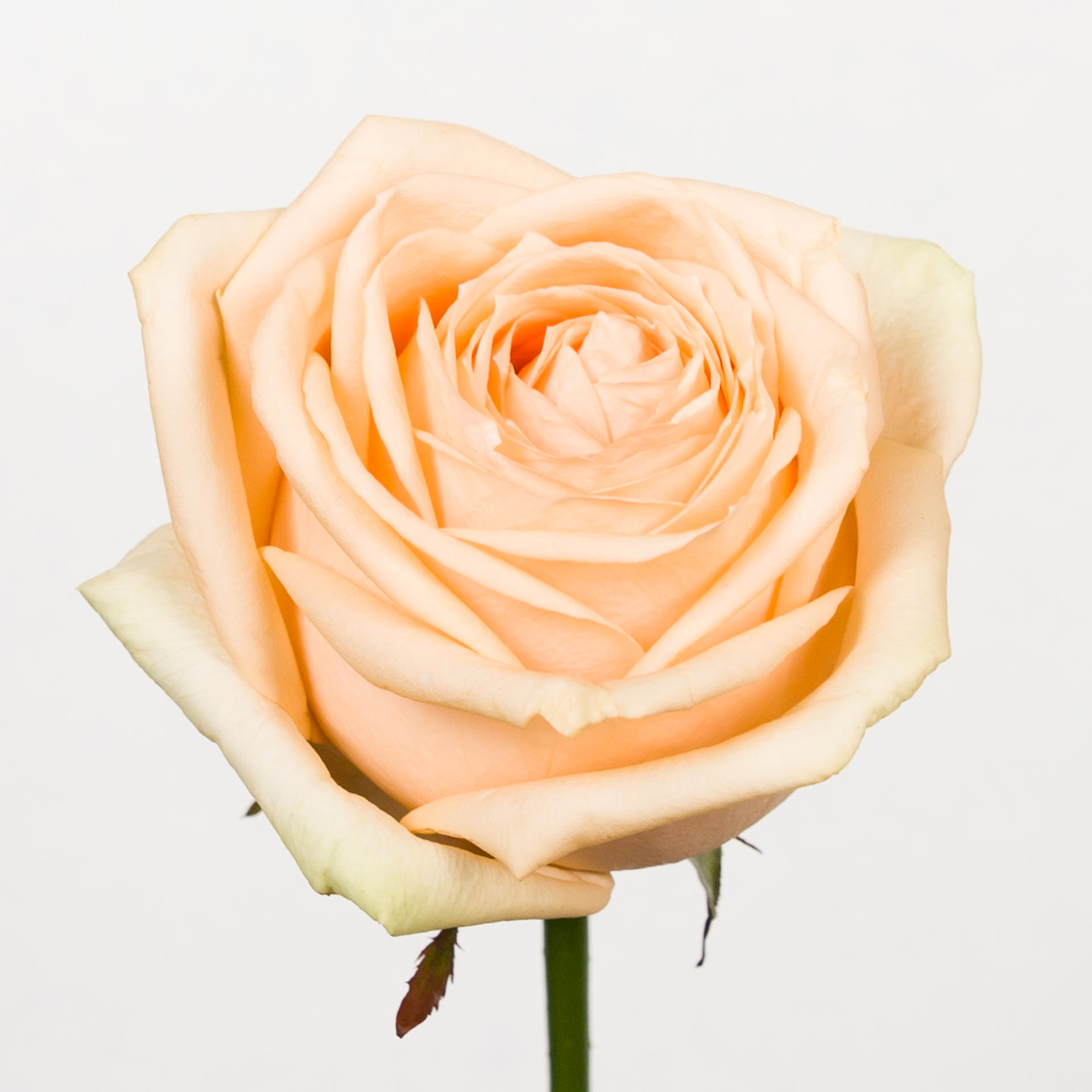 10x Rosa avalanche peach+ 60cm