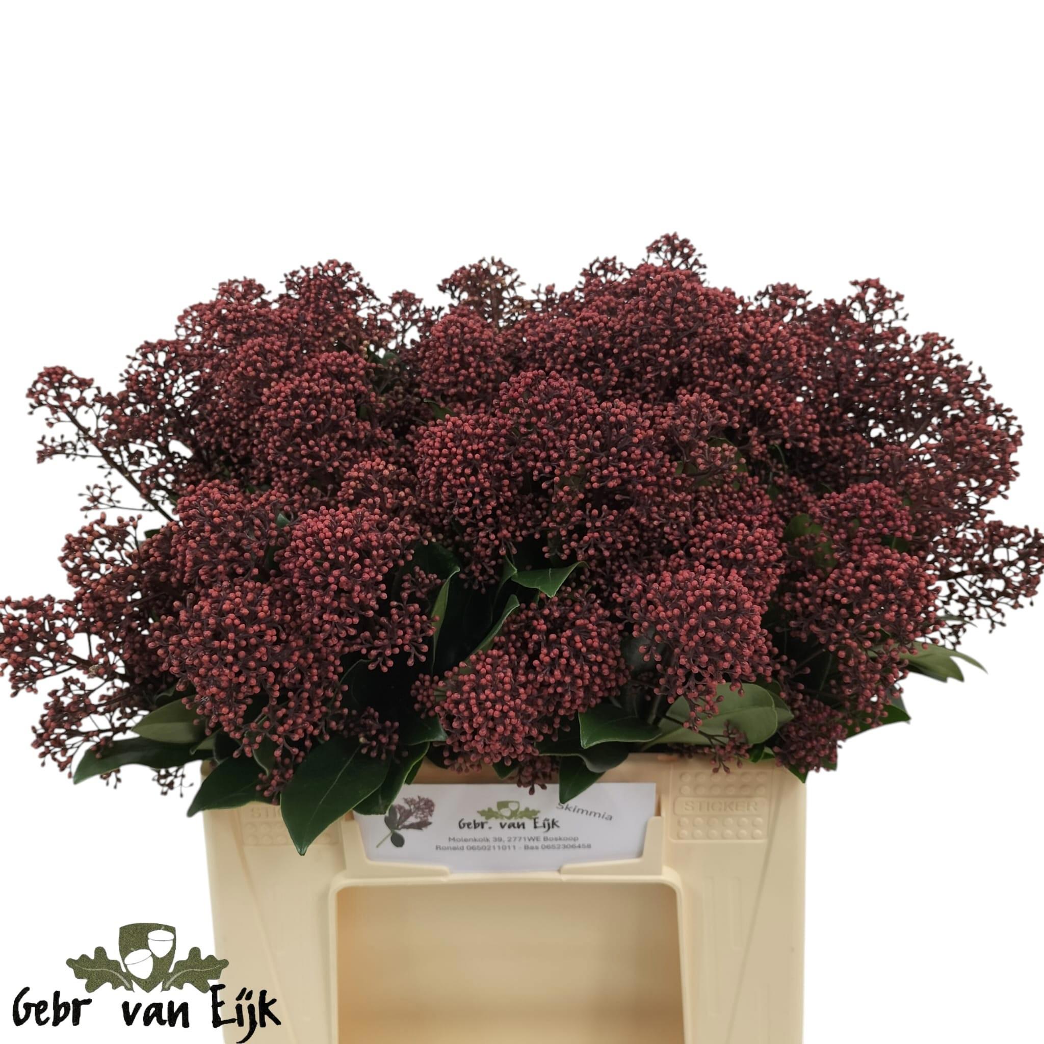 5x Skimmia rubella 40cm