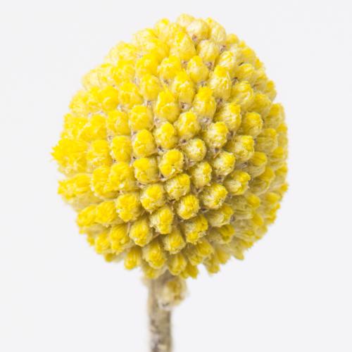 50x Craspedia 70cm