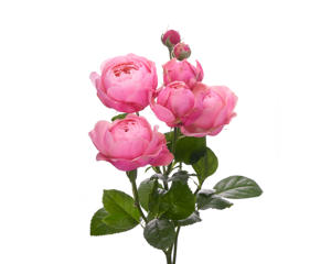 10x Rosa silva pink+ 70cm