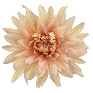 10x Chrysant kalimba salmon 70cm