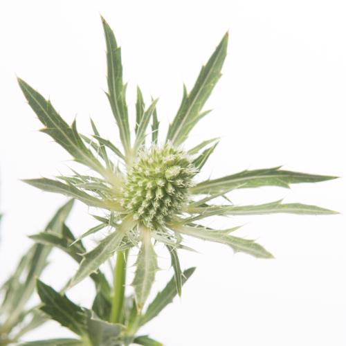 10x Eryngium sirius questar 50cm