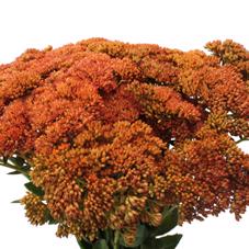 25x Sedum apricot 50cm