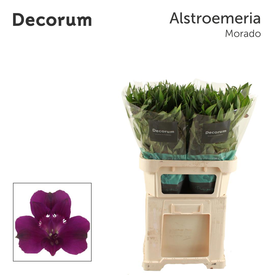 10x Alstroemeria morado 70cm