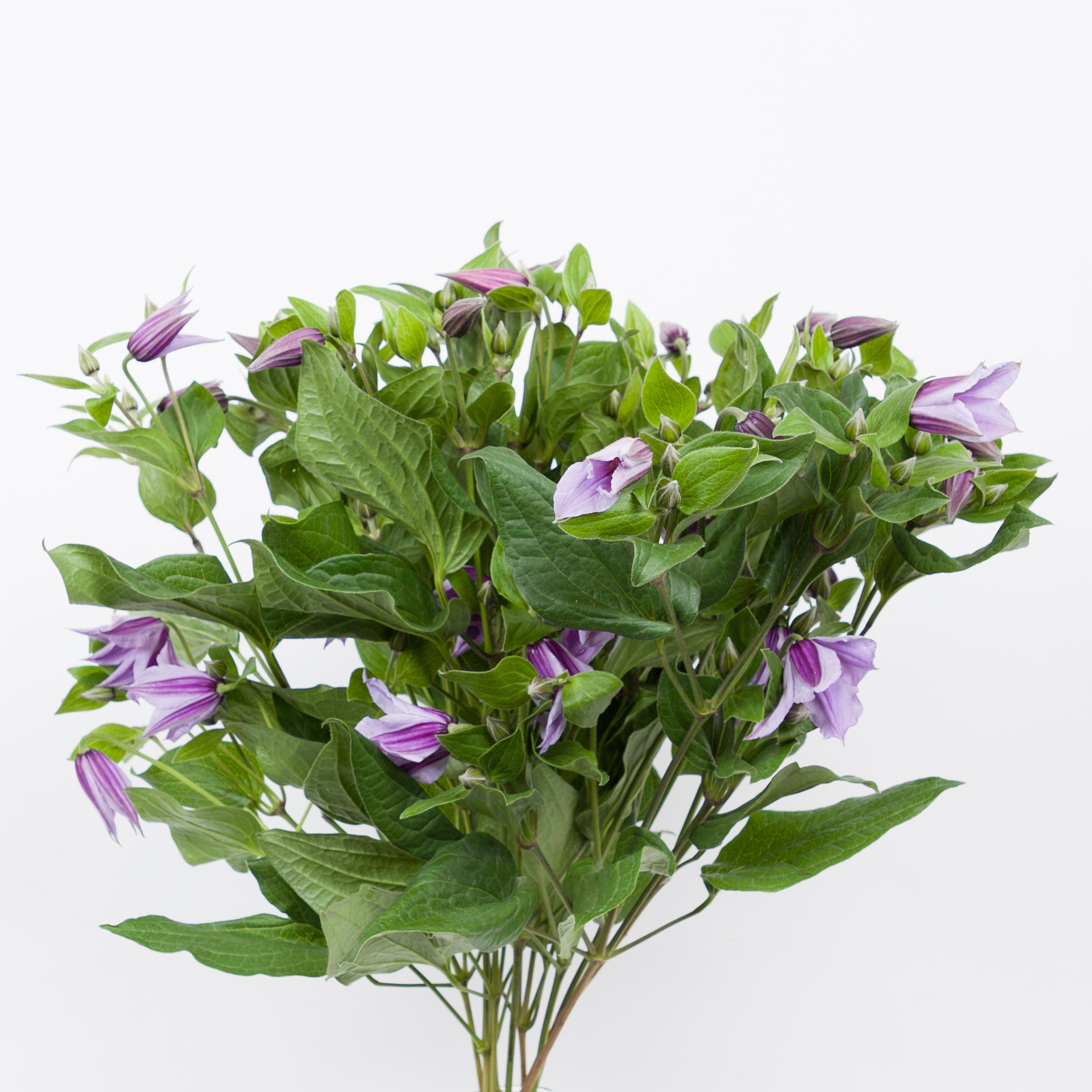 10x Clematis star river 60cm