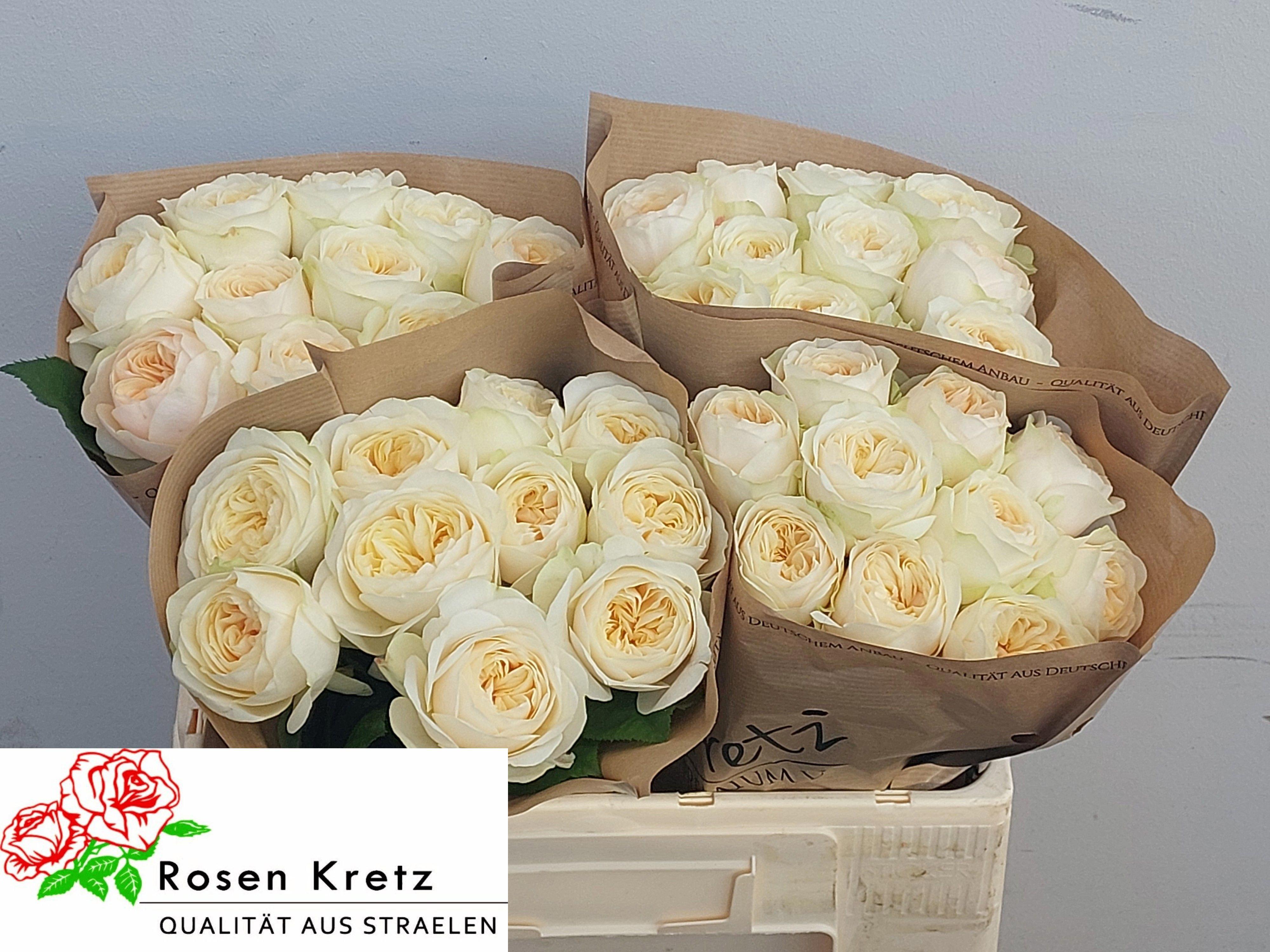 10x Rosa whitechapel 50cm
