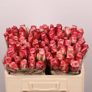 20x Rosa spark condor 50cm