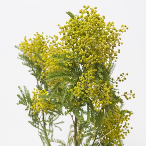 5x Acacia retinodes groen 50cm