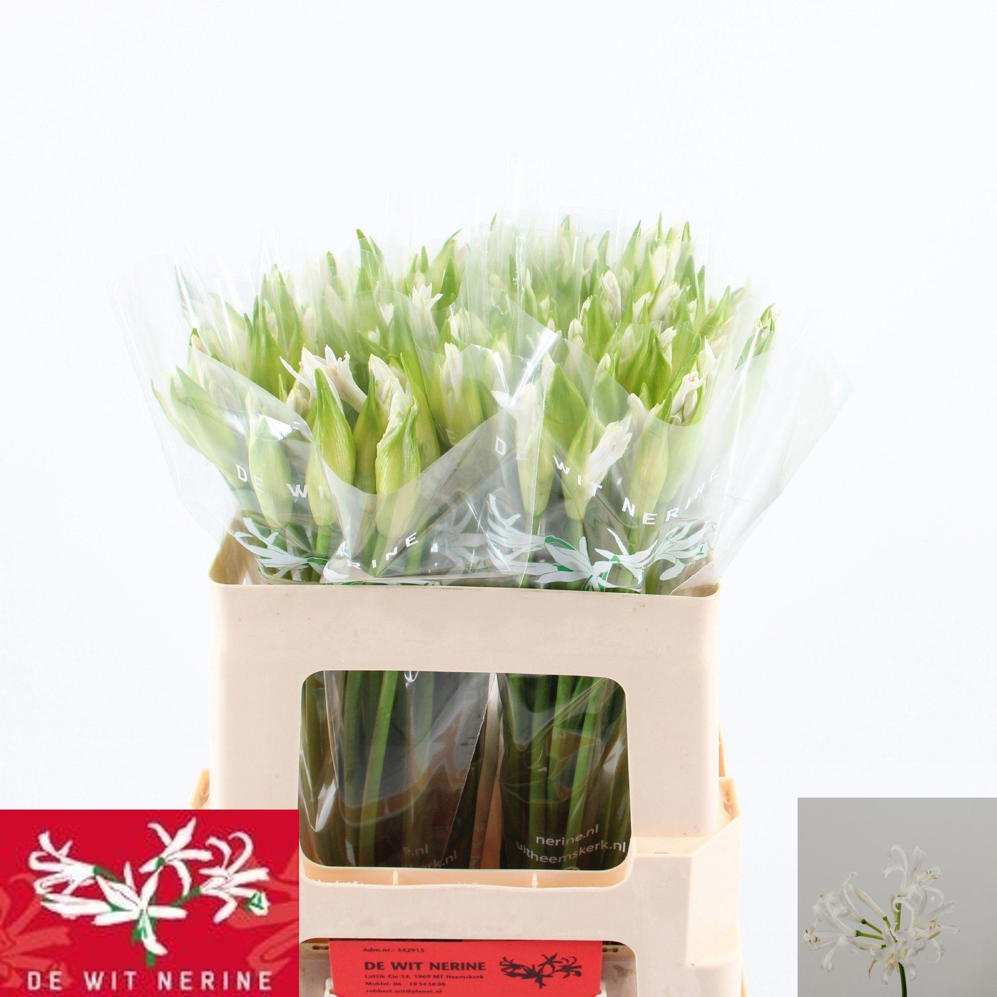 10x Nerine biancaneve 50cm