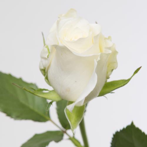 20x Rosa alpe d'huez 50cm