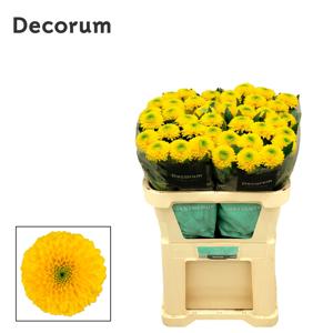 10x Chrysant brasiliana 70cm