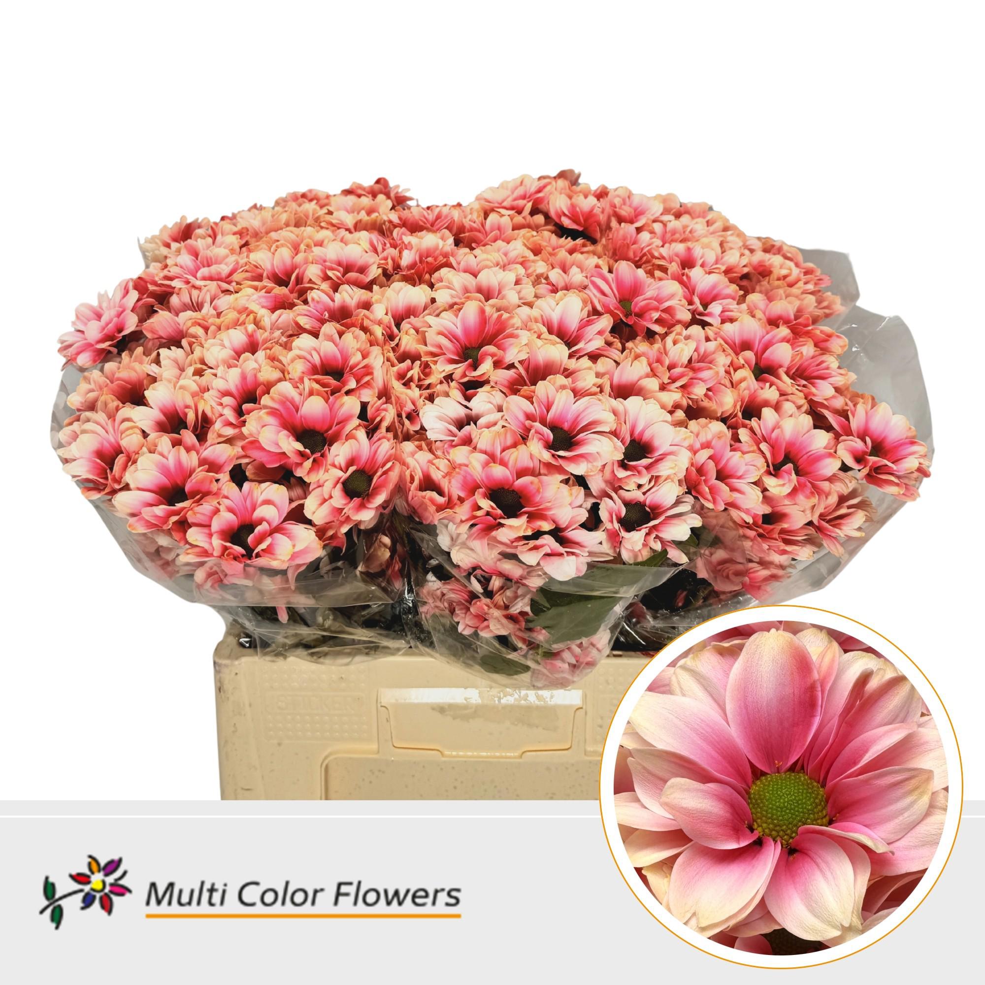 10x Chrysant overig 60cm