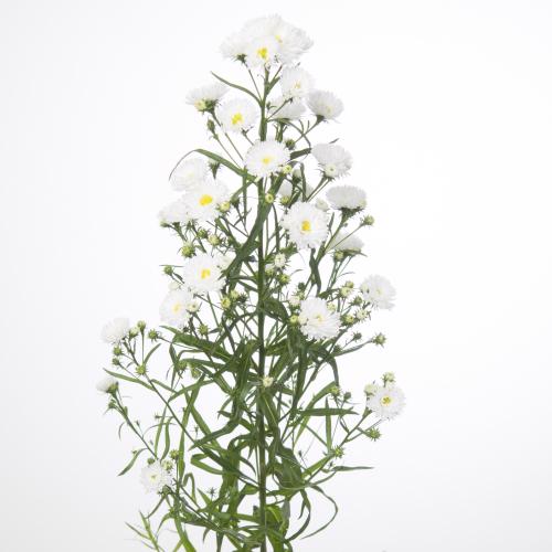 25x Aster cassy 80cm