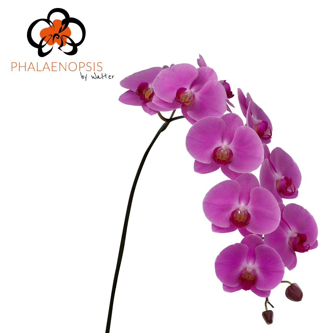 10x Phal.happy valentina 80cm