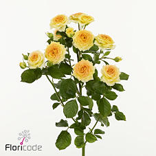 10x Rosa fantalicious 60cm