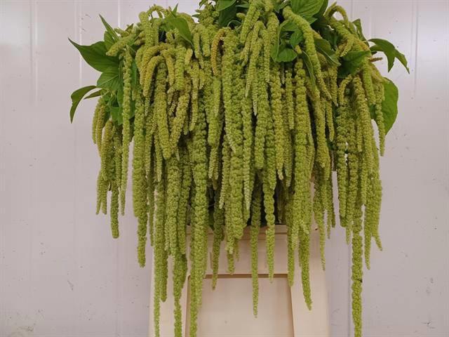 10x Amaran.green pearls 80cm