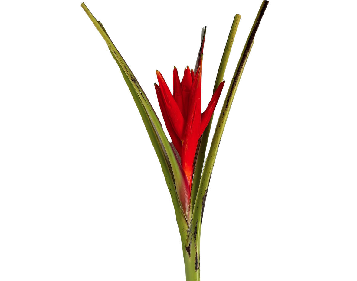 8x Musa coccinea 80cm