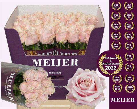 10x Rosa sweet avalanche+ 70cm