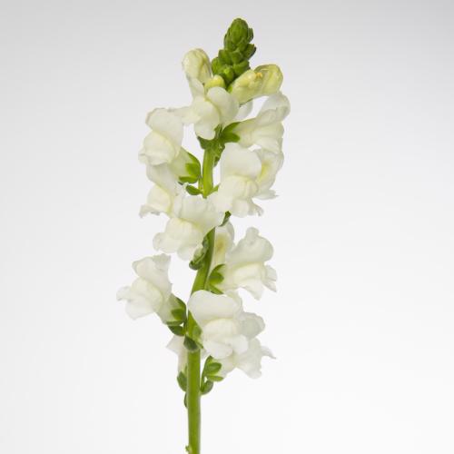 10x Antir.antibes white 70cm