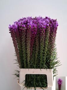 20x Liatris spicata 70cm