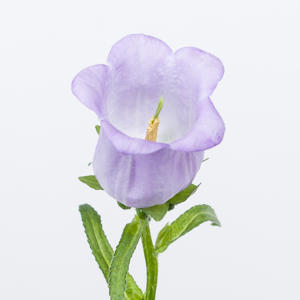10x Camp.med.champ.lavendel 70cm