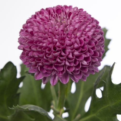 10x Chrysant roxo 70cm