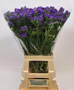 25x Lim.st.crystal dark blue 70cm