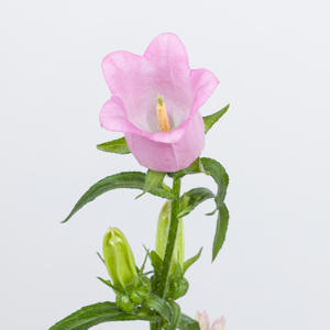 10x Camp.med.champ.pink 70cm