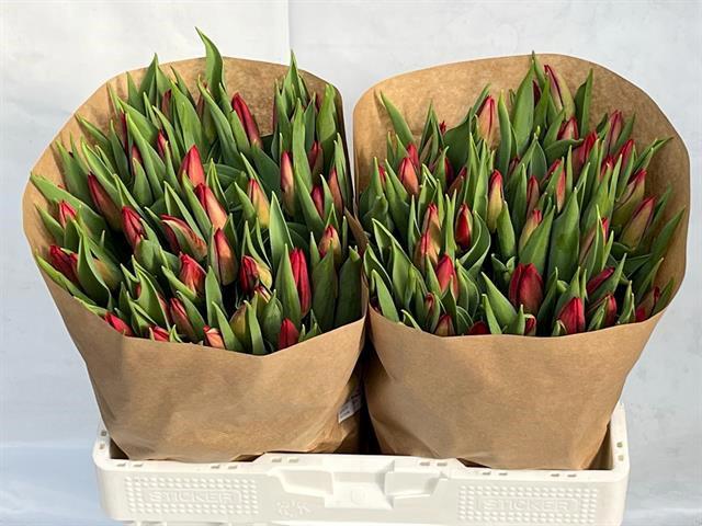 50x Tulipa strong love en 40cm