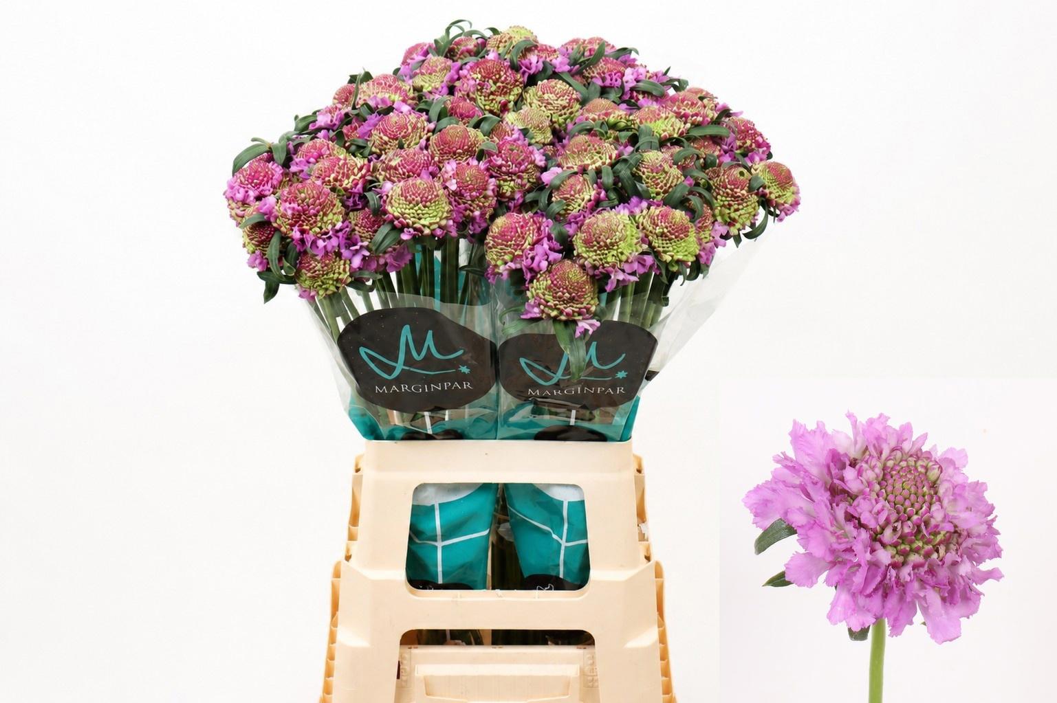 25x Scabiosa bon bon scoop ube 70cm