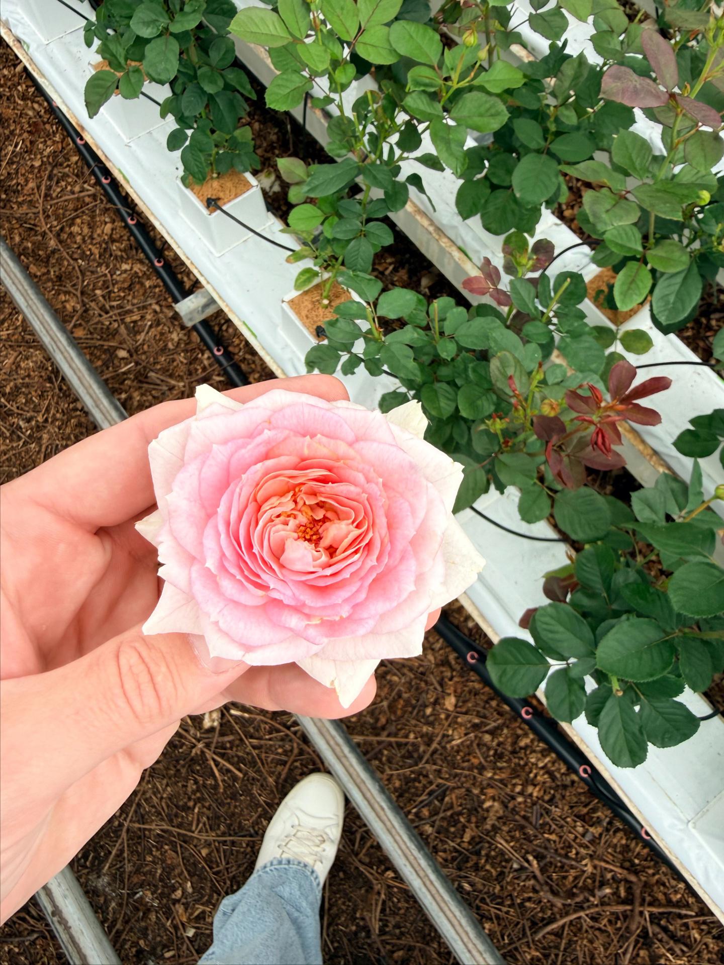 10x Rosa overig 50cm