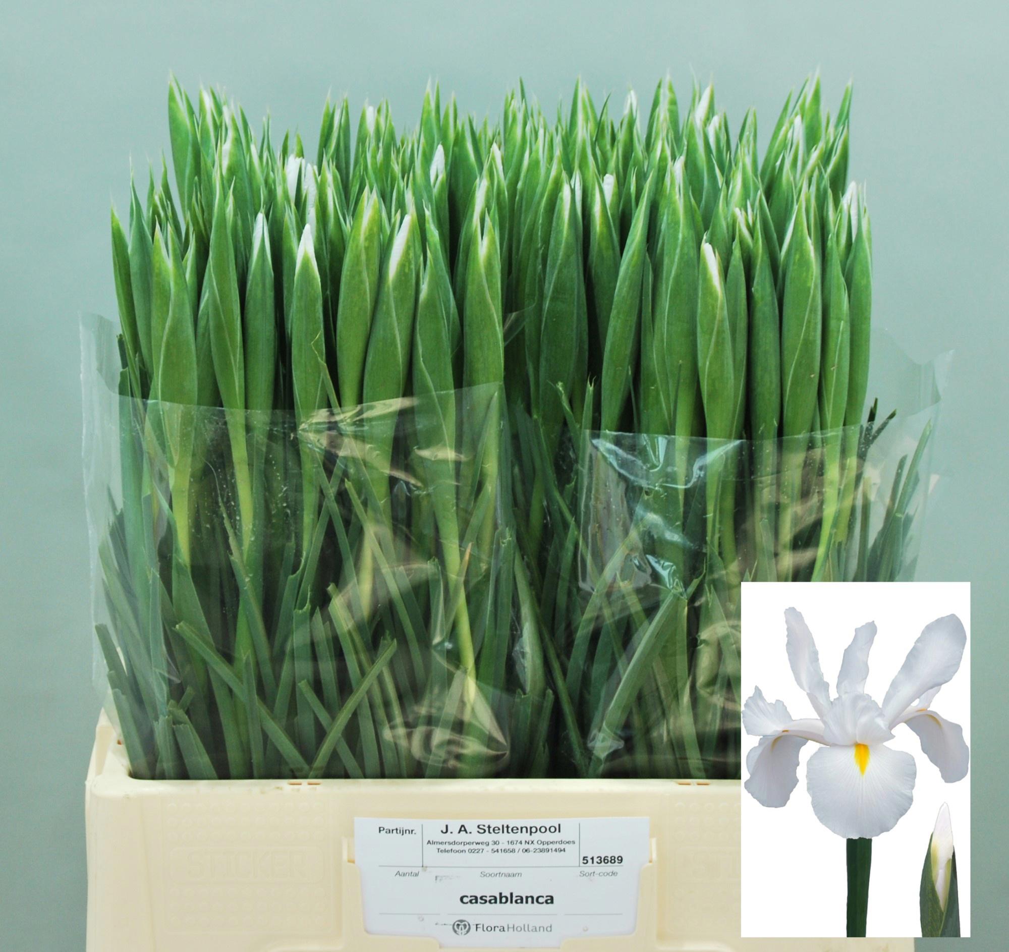 50x Iris casablanca 60cm
