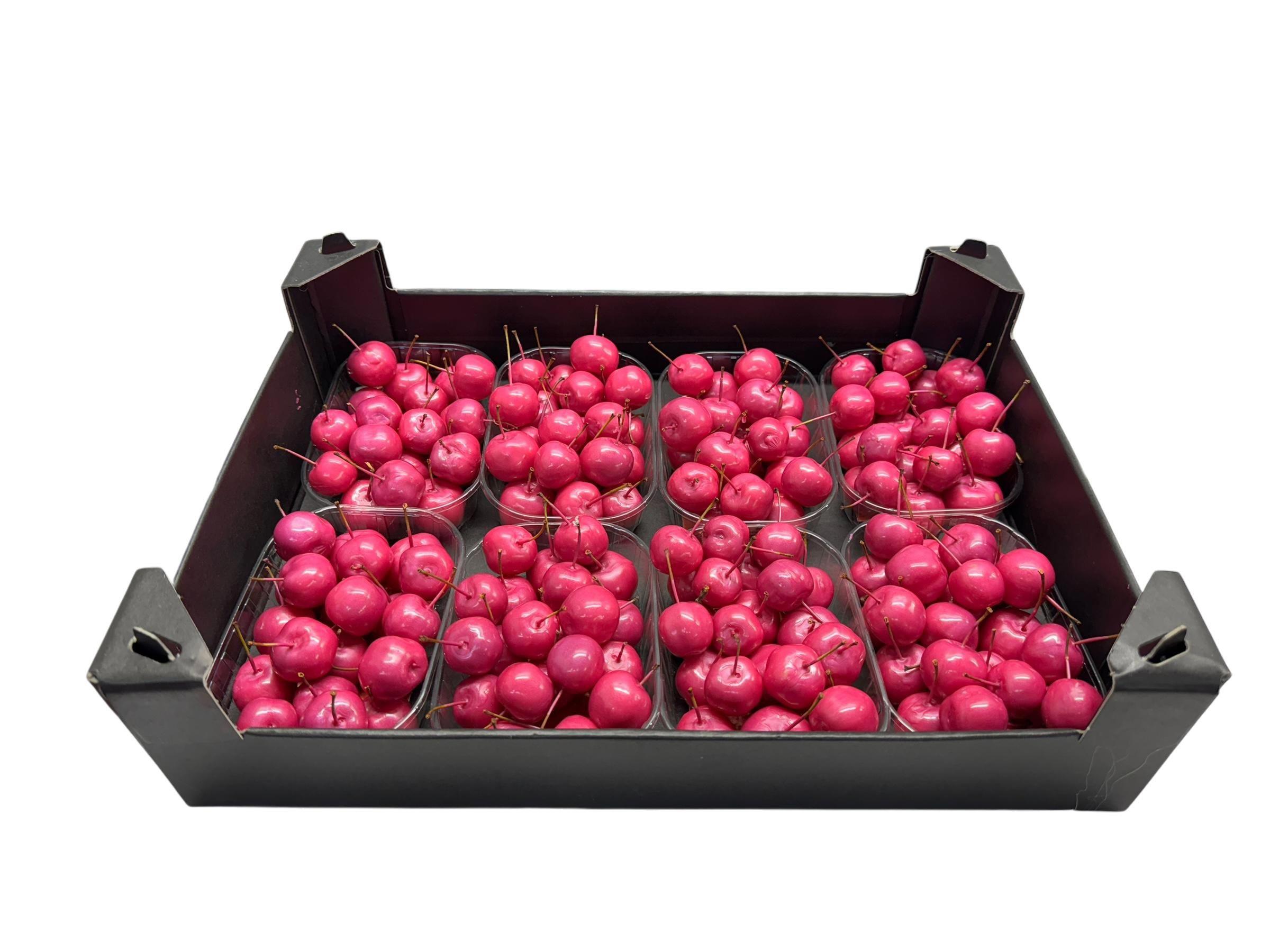 8x Sf malus wax fuchsia