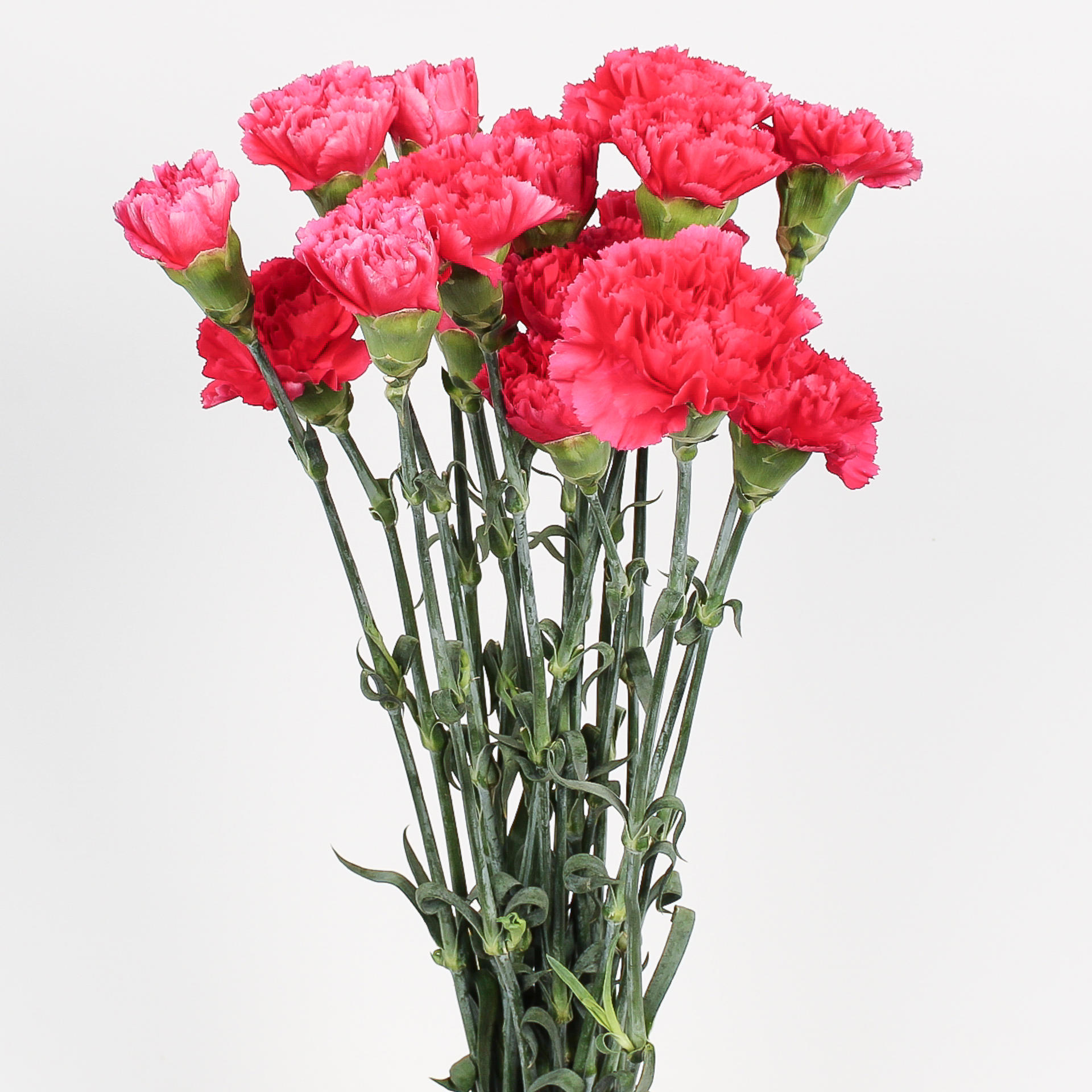 20x Dian.st.bizet 70cm