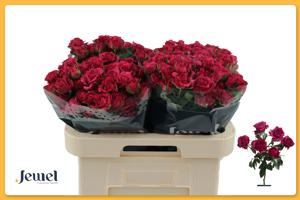 10x Rosa cheyenne 60cm