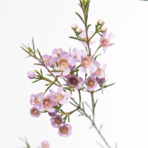 25x Cham.wendy rose 60cm