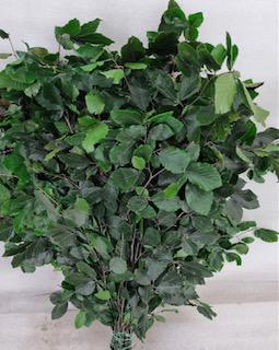 5x Dc fagus groen gestabiliseerd 70cm