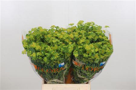 50x Bupleurum griffithii 50cm