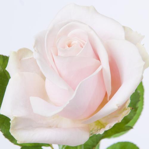 10x Rosa sweet avalanche+ 70cm
