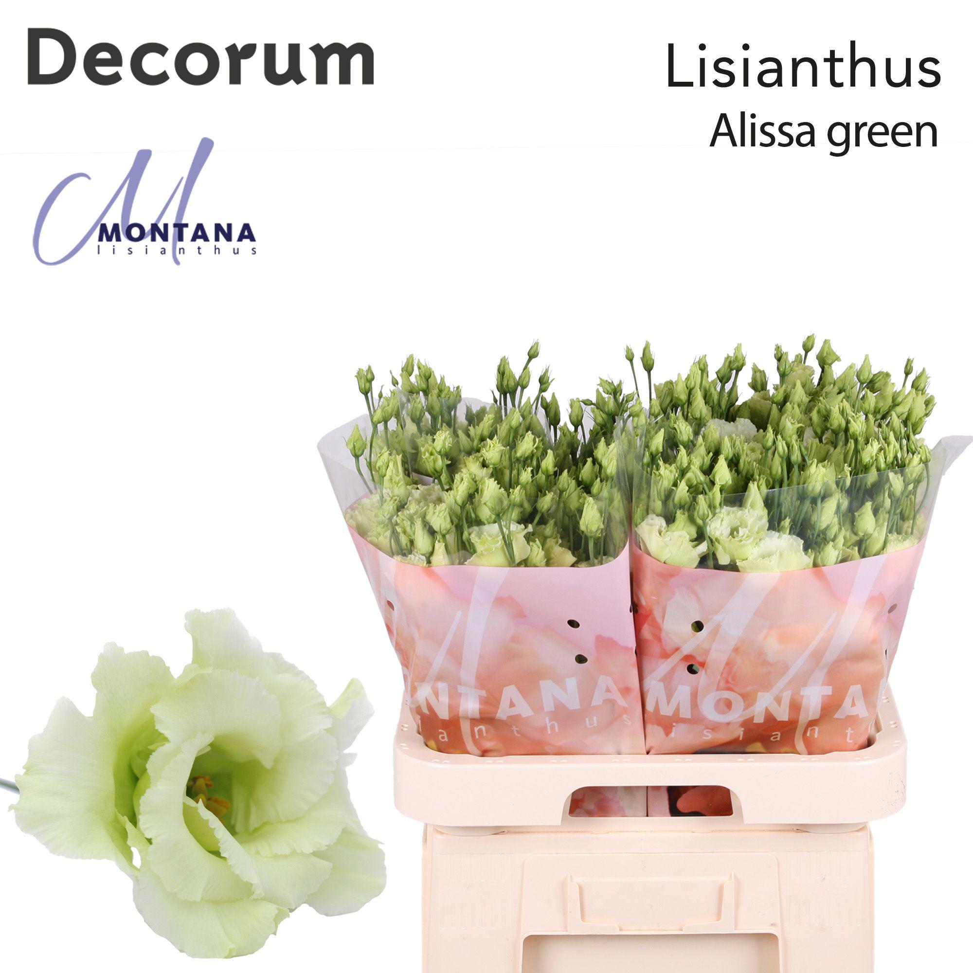 10x Eust.alissa green du 70cm